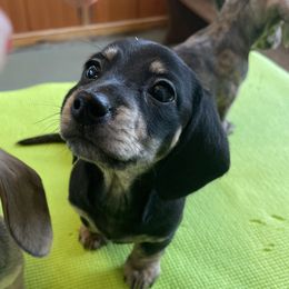 Dachshund Puppies from Little Kisses Doxies