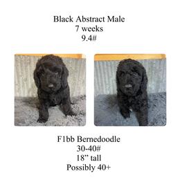 Black abstract male - Black and white male Bernedoodle puppy in Clarksville, Iowa from Iowa Heartland Doodles
