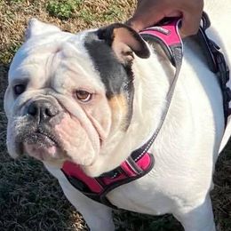 Bulldogs from Sharon Hensley