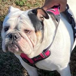 Bulldogs from Sharon Hensley