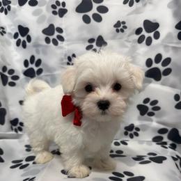 Charlie-READ information- Ready now - White male Maltese puppy in Asheville, North Carolina from TCBs Glowing Maltese