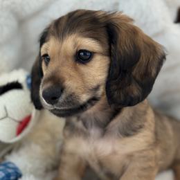 Dachshund Puppies from For the Love of Doxens