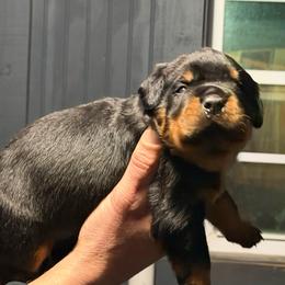 Zeus - Black and mahogany male Rottweiler puppy in Ridgeland, South Carolina from VHK Rottweilers
