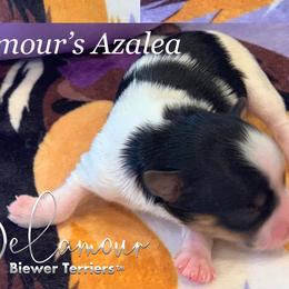 Girl 2 - Biewer Terrier puppy in Brooklyn, New York from Belamour Toys • Biewer Terriers & Maltese