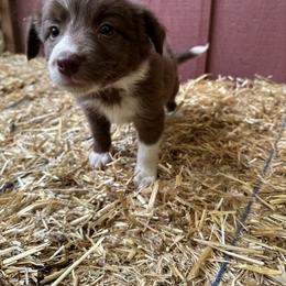 Border Collie Puppies from Athena’s Collies