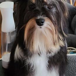 Angel - Biewer Terrier
