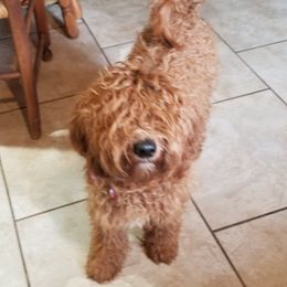 Pixie  - Goldendoodle