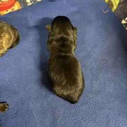 Girl 5 - Black female Scottish Terrier puppy in Chattanooga, Oklahoma from Lottie Dottie Scottie’s and Papillons