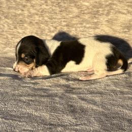 Ringo - Piebald male Dachshund puppy in Elfrida, Arizona from Brooke Brumley