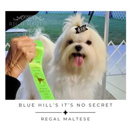Secret - Maltese