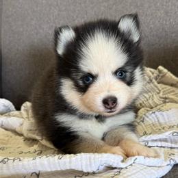 Q - Black and white male Pomsky puppy in Mesa, Arizona from Platinum Pomskies