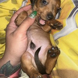 Dachshund Puppies from Autumns Dachshunds