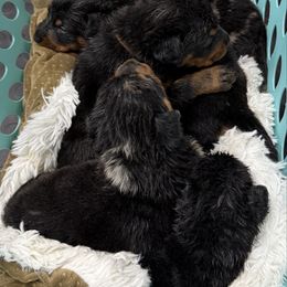 Orange Collar - Black and rust male Beauceron puppy in Floyd’s Knobs, Indiana from Birdwing Beaucerons