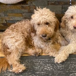 Hotwheel - Goldendoodle