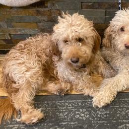 Hotwheel - Goldendoodle