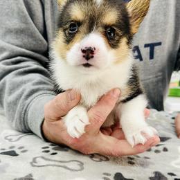 Bear - Black and tan male Pembroke Welsh Corgi puppy in Manchester, Kentucky from Riverside Corgis