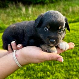 Java - Black tri female Miniature Australian Shepherd puppy in Mount Carmel, Tennessee from Hill Top Mini Aussies