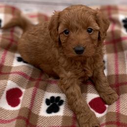 Lola - Red  female Goldendoodle puppy in Kansas City, Kansas from Bella & Ivy’s Mini Goldendoodles of KC