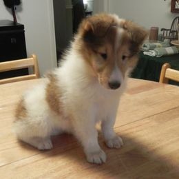 Collies from Collies Noble Majestic Angels