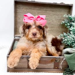 Truffle - Chocolate merle female Bernedoodle puppy in Statesville, North Carolina from Doodle Babies