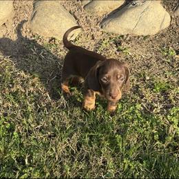 Marley - Chocolate and tan female Dachshund puppy in Modesto, California from Raws Doxies