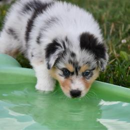 Bumble - Blue merle male Australian Shepherd puppy in Kirksville, Missouri from BellSharps Australian Shepherds