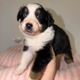 Ivy - Black tri-color female Australian Shepherd puppy in Anniston, Alabama from All Hale Aussies