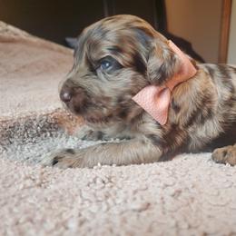 Bernedoodle, Goldendoodle, and Poodle Puppies from Adirondack Poodles Goldendoodles & Bernedoodles