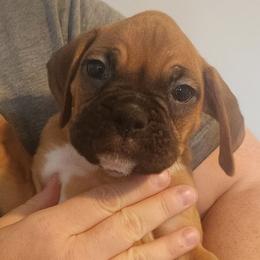 Honey - Fawn female Boxer puppy in Toledo, Ohio from Julie Wilmore Olympic Boxers