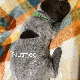 Nutmeg - Black roan female German Shorthaired Pointer puppy in Jackson, Georgia from Tiner GSP’s LLC