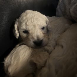 Baby girl - Cream female Maltipoo puppy in San Antonio, Texas from Maria Ramirez
