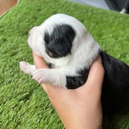 Remus - Black tri male Miniature American Shepherd puppy in Troy, Ohio from Wiggle Wags Miniature American Shepherds