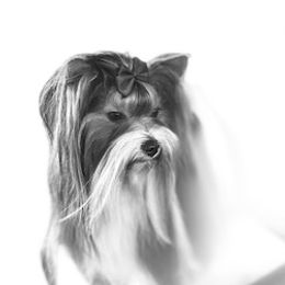 Chinese Cresteds and Yorkshire Terriers from FronkLinn Kennel