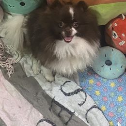 Fudge - Pomeranian