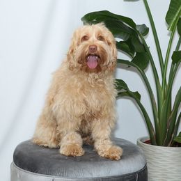 Ruby - Australian Labradoodle