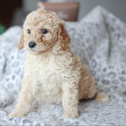 Girl 6 - Poodle puppy in Oklahoma from Rosebud Kennels