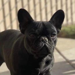 Cherry - French Bulldog