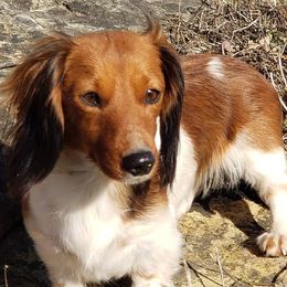 Dachshunds from Green Acres Haven