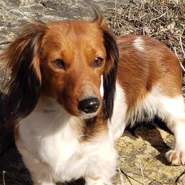 Dachshunds from Green Acres Haven