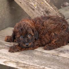 Jasper - Red male Whoodle puppy in West Bend, Iowa from Blue Skies Terriers
