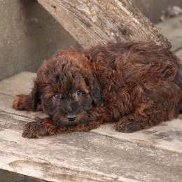 Jasper - Red male Whoodle puppy in West Bend, Iowa from Blue Skies Terriers