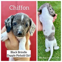 Chiffon - Dapple female Dachshund puppy in Florida from Niki Humphries' Dachshunds