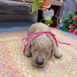 Meadow - Cream female Goldendoodle puppy in Lisbon, Ohio from Willow Lane Doodles