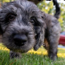 Bernedoodle, Goldendoodle, and Poodle Puppies from Poodles and Doodles By Grace
