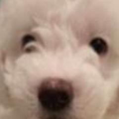 Boy 3 - Goldendoodle puppy from Luna's Doodles
