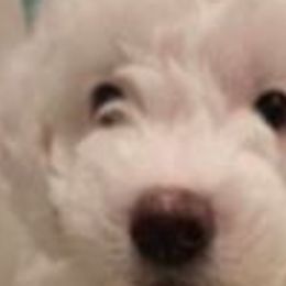 Boy 3 - Goldendoodle puppy from Luna's Doodles