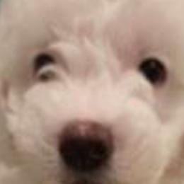 Boy 3 - Goldendoodle puppy from Luna's Doodles