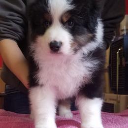 Australian Shepherd Puppies from Agra Australian Shepherds