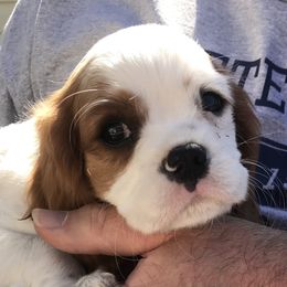 Cavalier King Charles Spaniel Puppies from Christina’s Cavaliers