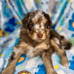 Liberty - Brown merle female Aussiedoodle puppy in Liberty, Texas from Poodles and Doodles Most Excellent Adventures